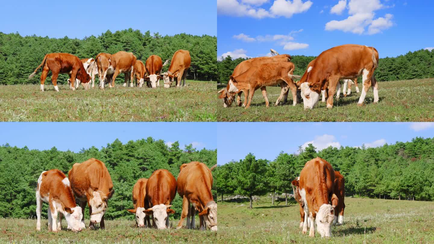 牧场大草原蓝天白云下吃草黄色白色相间的牛