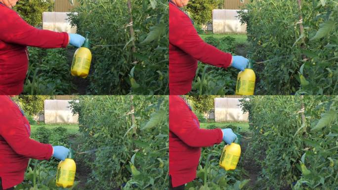 一名妇女在菜园里喷洒害虫防治液。一名妇女用喷雾瓶给番茄丛喷洒驱虫液。番茄病虫害防治的概念。
