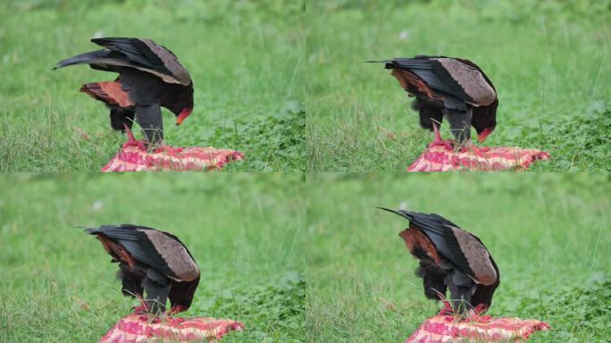 被俘获的短尾鹰，食肉鸟啄食草地上新鲜的红肉