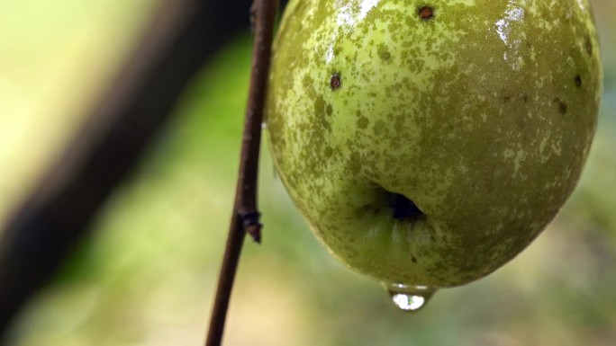 秋雨中被遗忘的树上斑点苹果，阴郁的秋气。