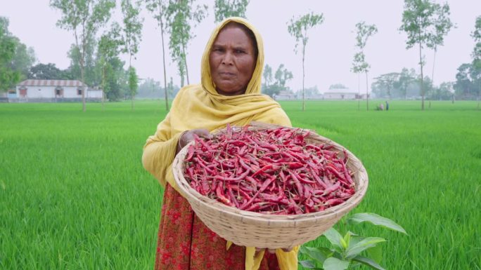 来自孟加拉国锡尔赫特地区的妇女在辣椒地里工作