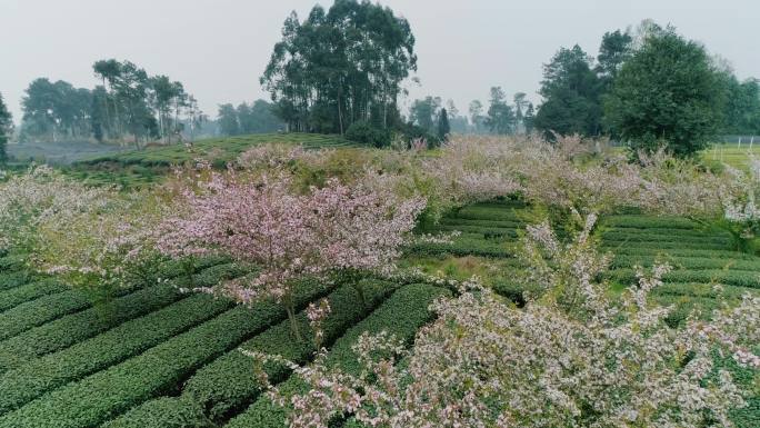 4K茶园茶基地春暖花开