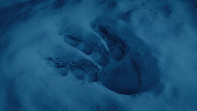 雪地史前场景中的恐龙脚印
