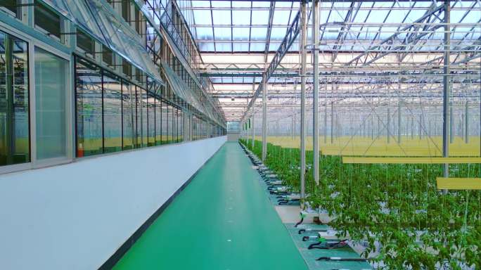科技大棚蔬菜种苗智能温室智慧农业