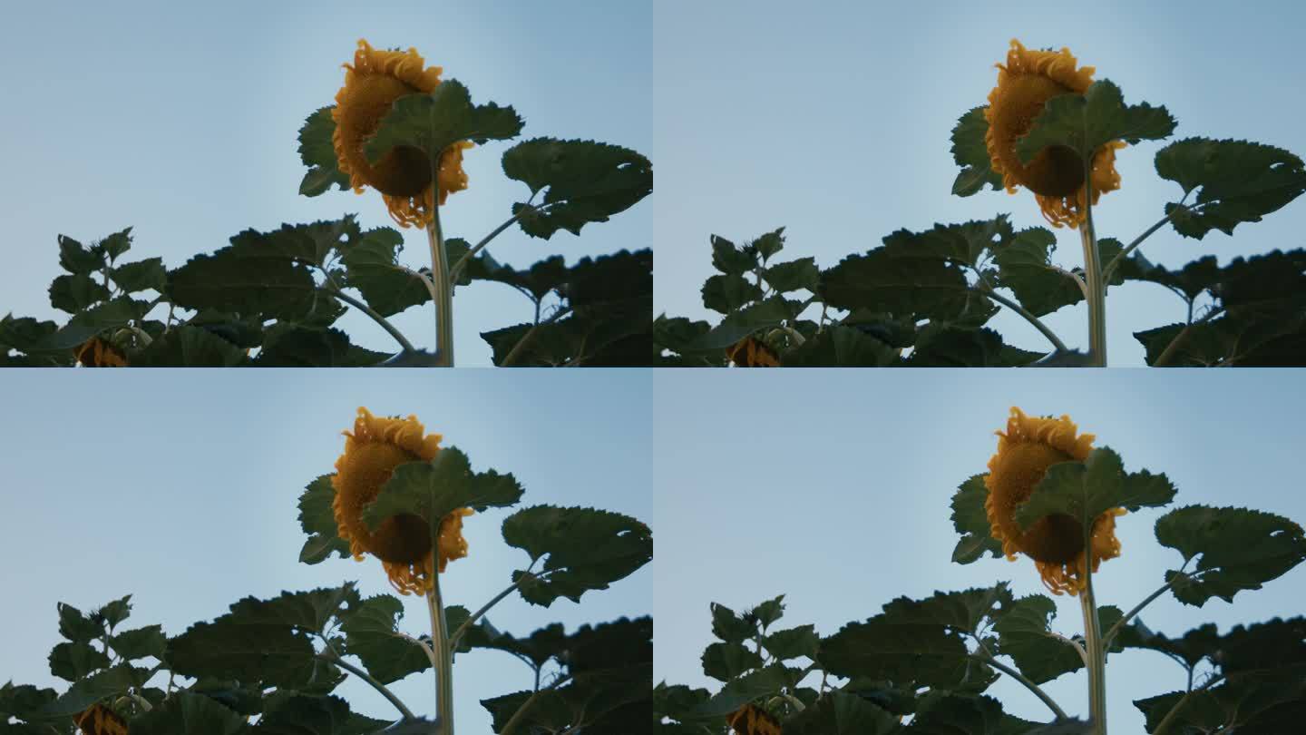 静态中型大向日葵在一个
家的花园。