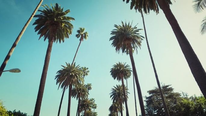 比佛利山庄大街上的棕榈树。阳光明媚的一天。加州洛杉矶。美国。