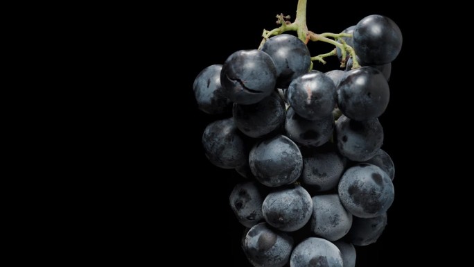 孤立的黑色背景，一串黑葡萄与圆浆果，特写旋转。