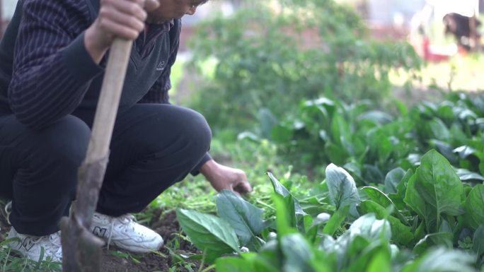 生态农活田 菜 菠菜 锄地 生态