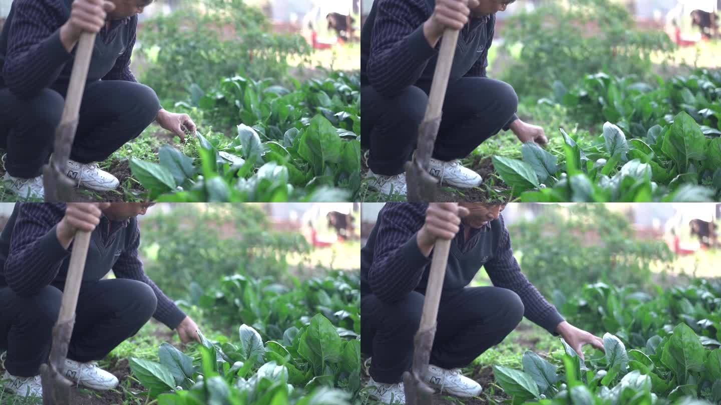 生态农活田 菜 菠菜 锄地 生态