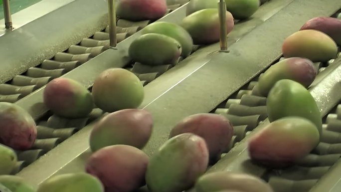 芒果在工业水果加工生产线上