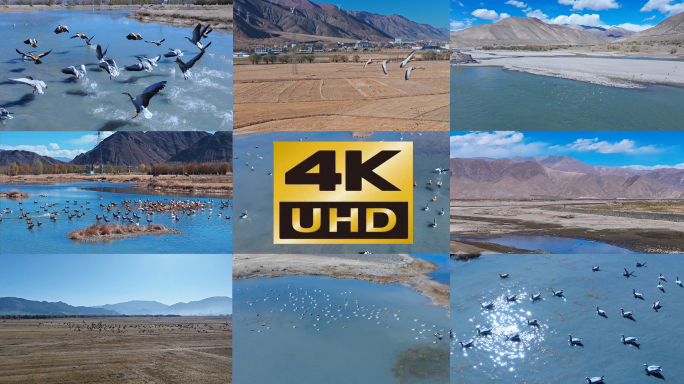 西藏湿地西藏生态环境大雁栖息地大雁飞翔