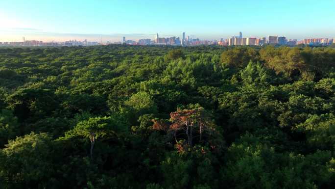 4K高清沈阳宣传片城市风光北陵绿化城市