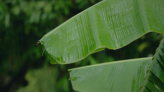 芭蕉叶上的雨水特写。水滴固定在绿叶上。