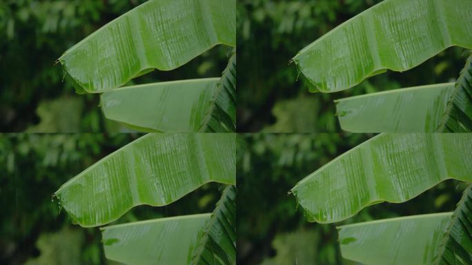 芭蕉叶上的雨水特写。水滴固定在绿叶上。
