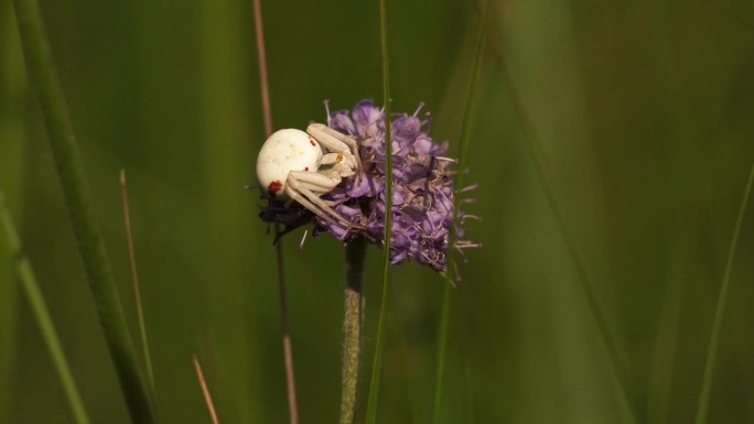 一只蟹蛛(Misumena vatia)坐在一朵紫色的花上