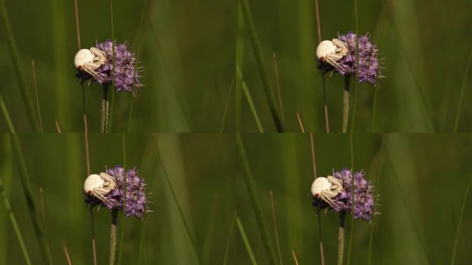一只蟹蛛(Misumena vatia)坐在一朵紫色的花上