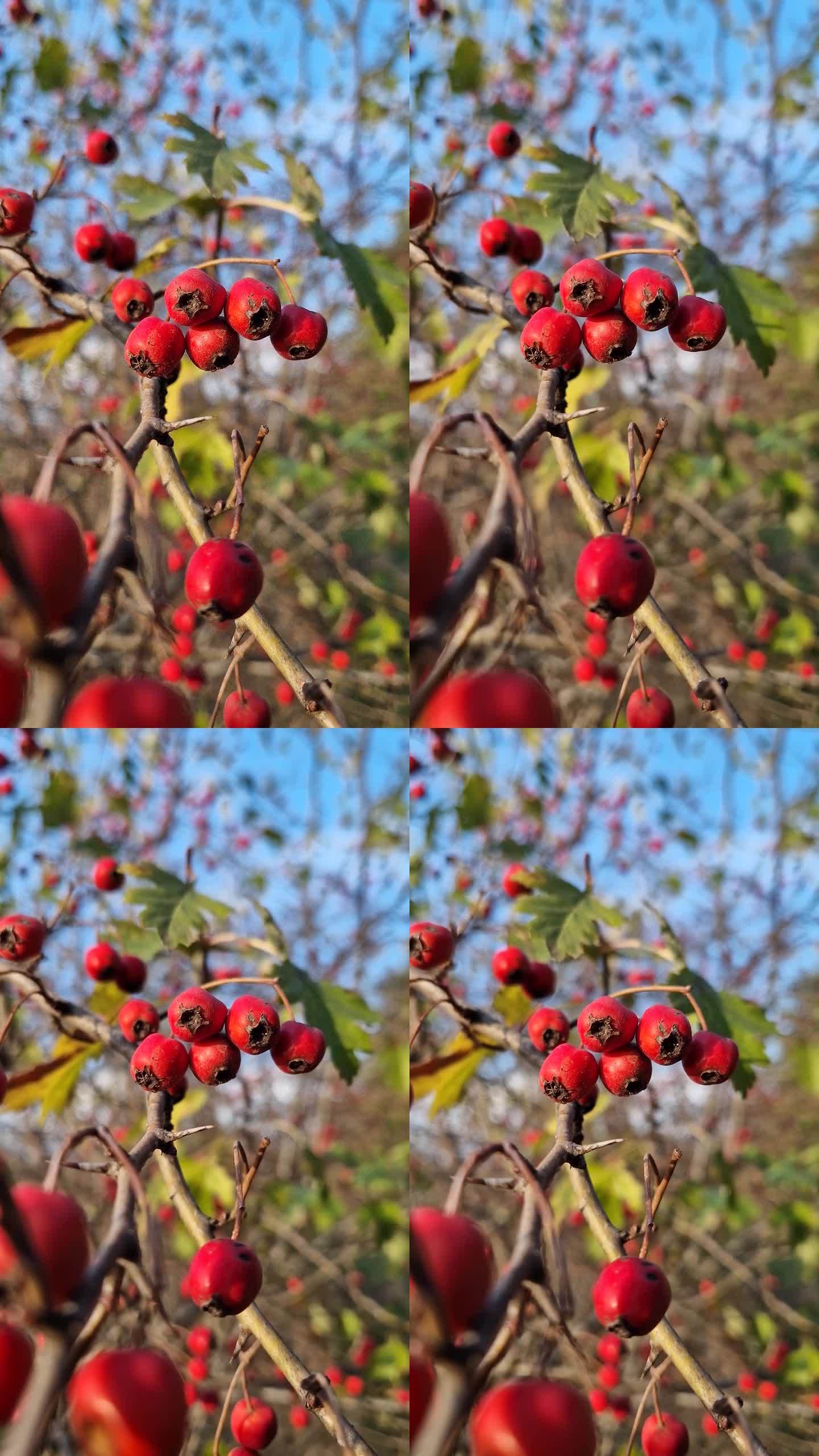 红色成熟的山楂浆果生长在森林中的灌木上。天然健康水果特写。森林里的秋天