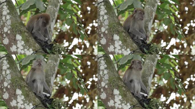 新加坡长尾猕猴科野生动物世界国家保护大自