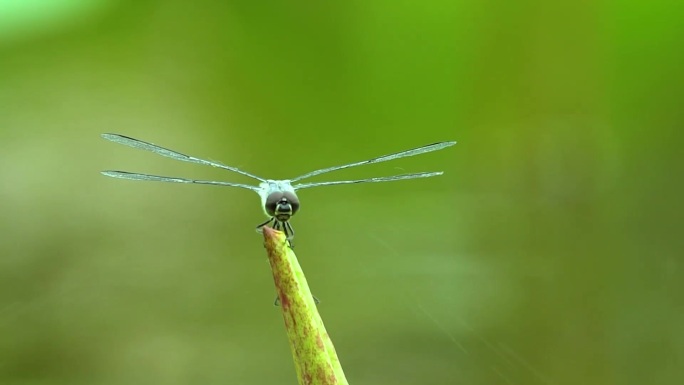 荷花蜻蜓水珠