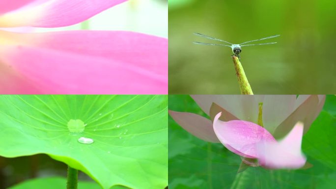 荷花蜻蜓水珠