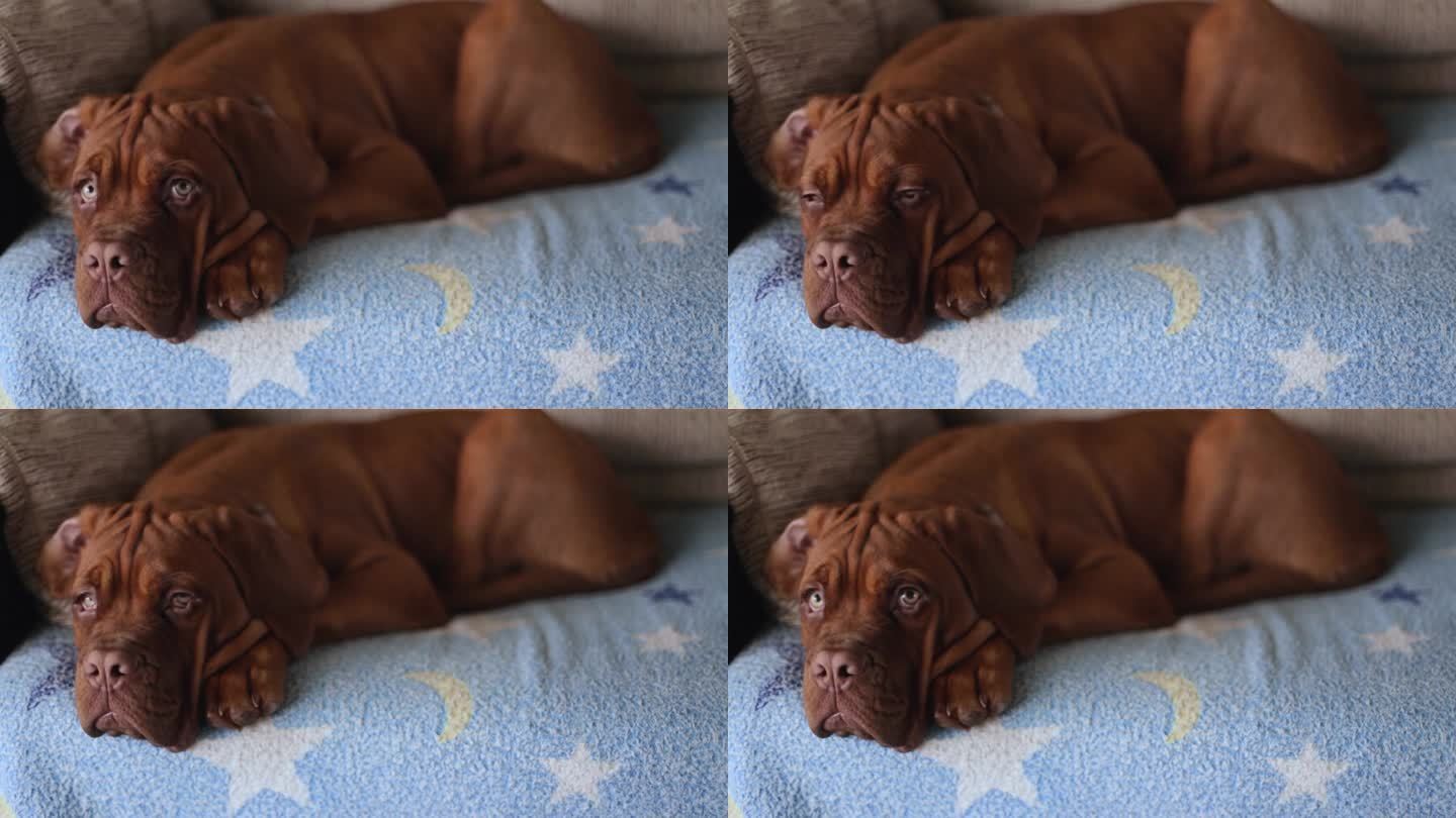 多格·德·波尔多小狗躺在沙发上。沙发上可爱的棕色法国獒犬小狗