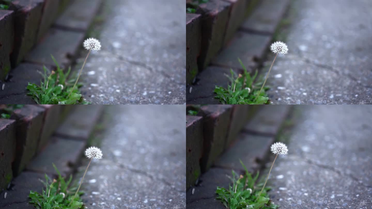 小野草  蒲公英