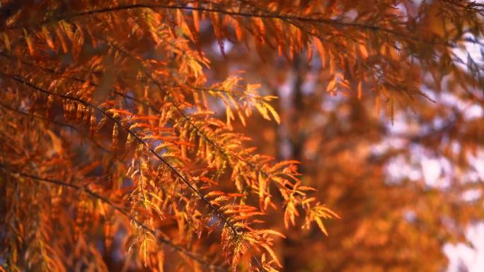 深秋 水杉树 黄叶 季节