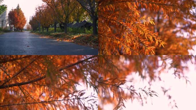 深秋 水杉树 黄叶 季节