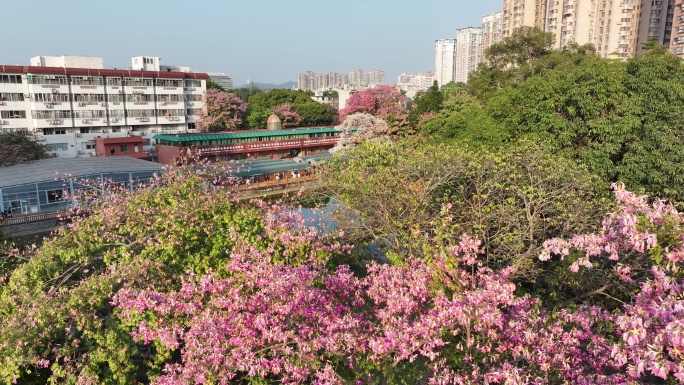 中国广东省广州市天河区华南师范大学异木棉