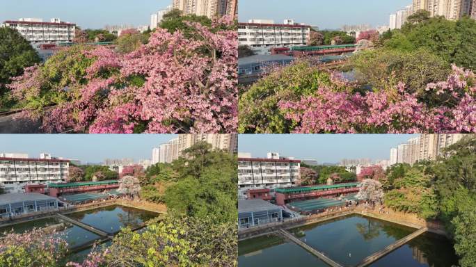 中国广东省广州市天河区华南师范大学异木棉