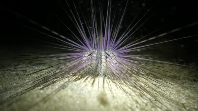 紫色长刺海胆