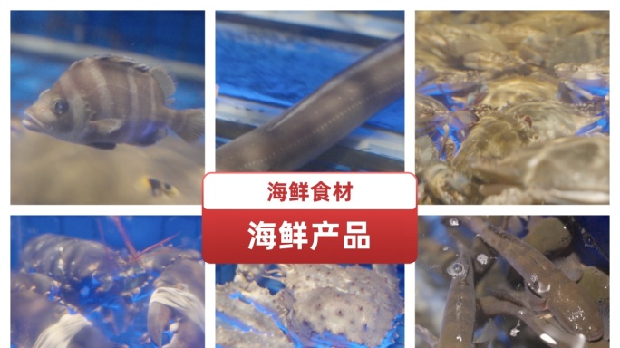 高端海鲜食材鲍鱼龙虾帝王蟹扇贝鳗鱼石斑鱼