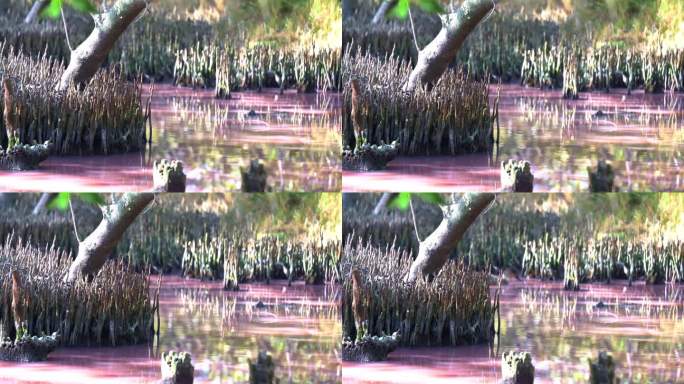 高盐度的粉红色水道在红树湿地，蓝绿藻在旱季盛开，一只涉水鸭，灰绿鸭(anas gracilis)游过