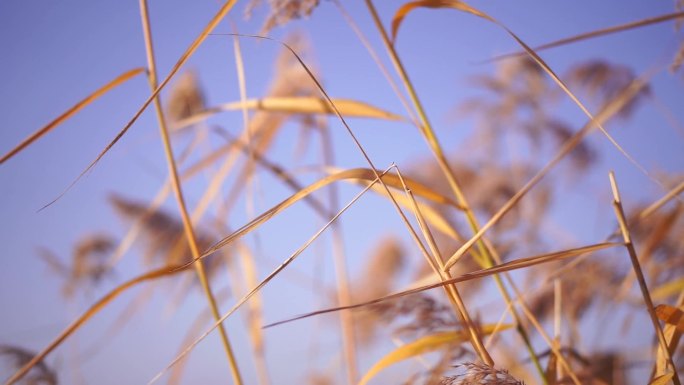 芦苇 芦苇荡 黄昏 日落 芦花 蒹葭