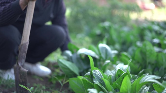 生态农活田 菜 菠菜 锄地 生态