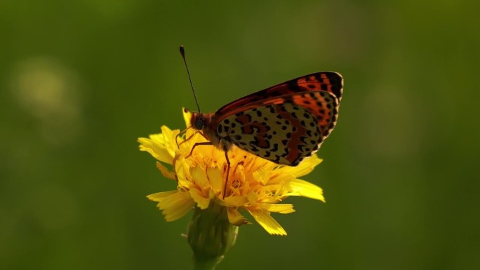 一种斑点贝母或红带贝母(斑贝母)，在高山草地上的一朵黄花上觅食