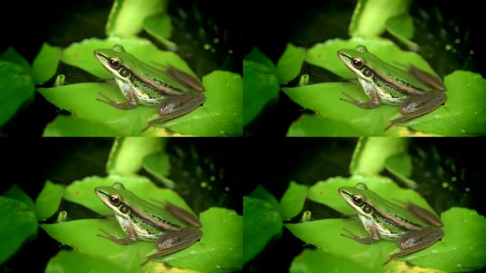 F06叶子上的绿色青蛙