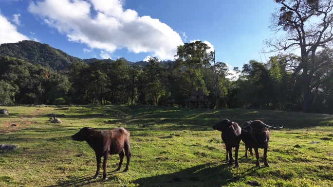 山区草地上的几头水牛