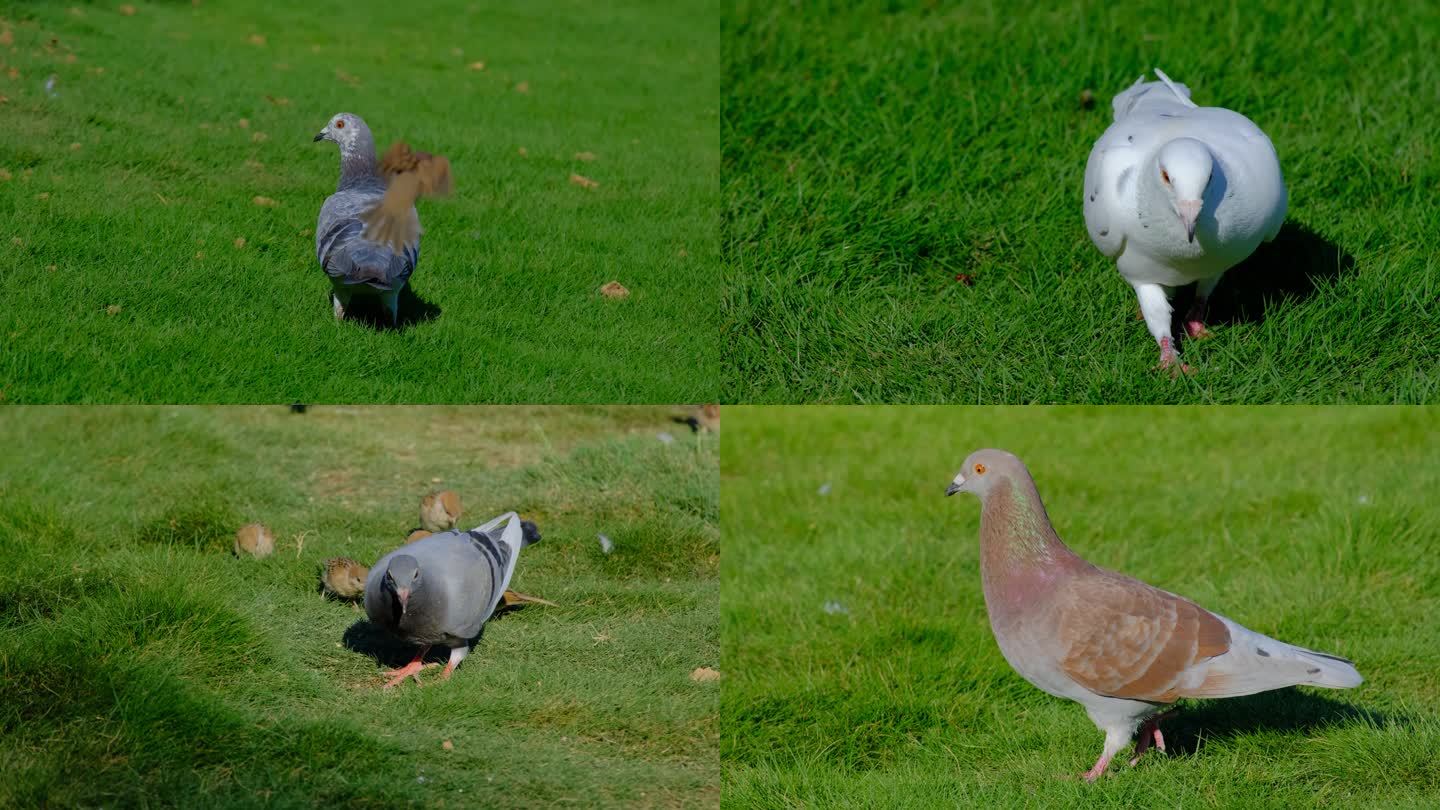 草地草坪上的鸽子白鸽灰鸽