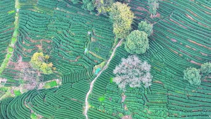 唯美杭州西湖龙井茶文化景区航拍茶园地茶叶