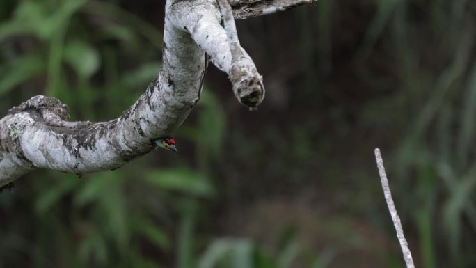 深红色的Barbet巢，斯里兰卡
