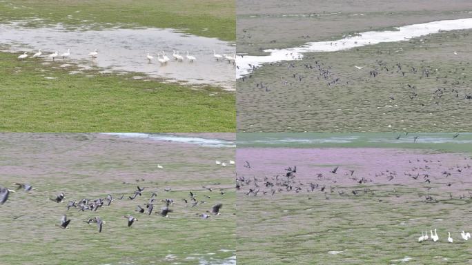 4K鄱阳湖蓼子花和候鸟迁徙生态
