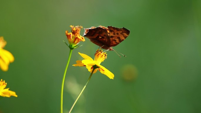 小花野花春天