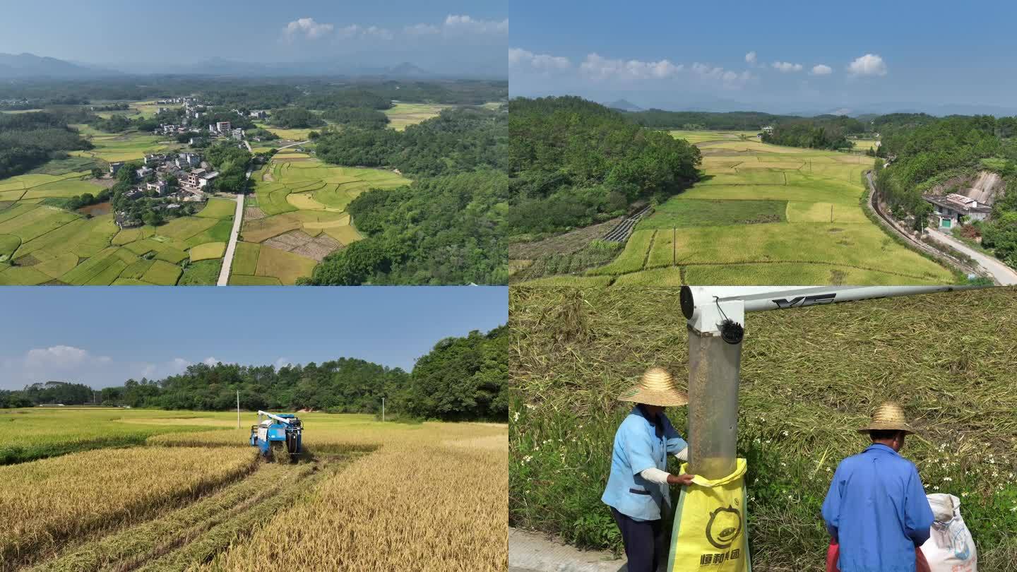 广西钦州稻田收割