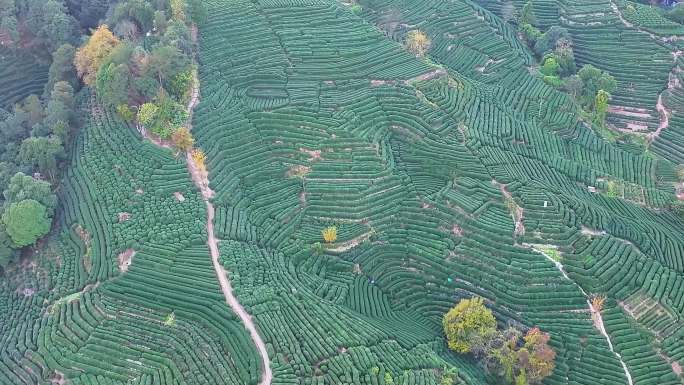 唯美杭州西湖龙井茶文化景区航拍茶园地茶叶