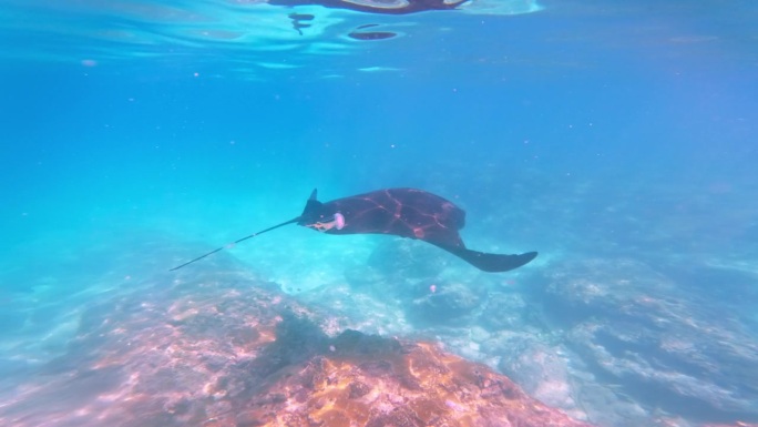 美丽的海洋动物鱼蝠鲼在水下游泳。慢镜头下的大蝠鲼。水肺潜水和探索野生动物。热带浮潜旅行。水中的巨型蝠