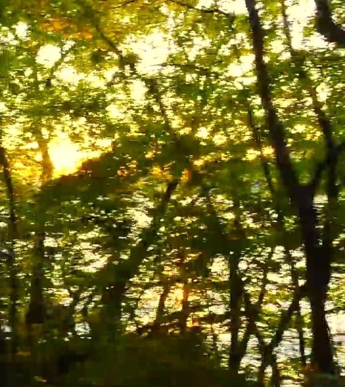 开车的时候，可以看到夕阳和透过树林看到的湖泊