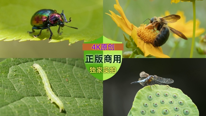 春天大自然里的昆虫微距特写