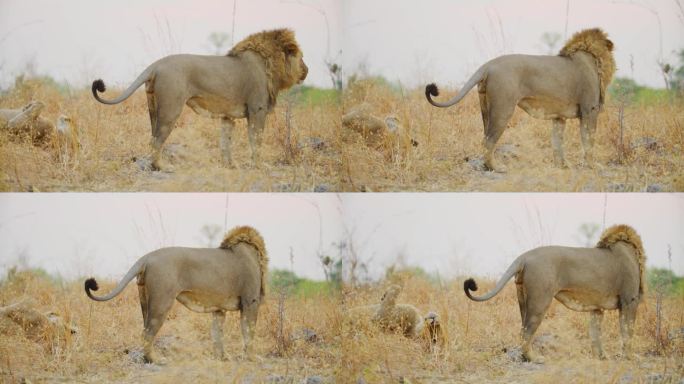 狮子在做爱或交配后伸展身体或休息的镜头
