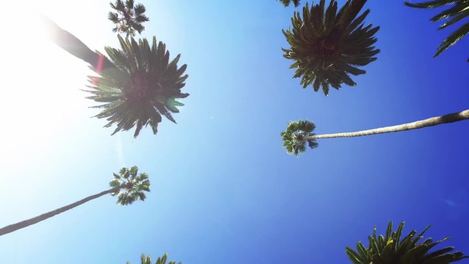 棕榈树经过晴朗晴朗的天空。开车穿过阳光明媚的比佛利山庄。加州洛杉矶。